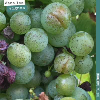 Sur les blancs, plus de possibilité de passer un cuivre à une dizaine de jours des vendanges. On ...