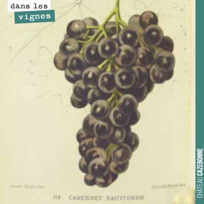 Le cabernet sauvignon ou petite vidure dans l'ampélographie de Pulliat et Mas en 1877. Assurément...