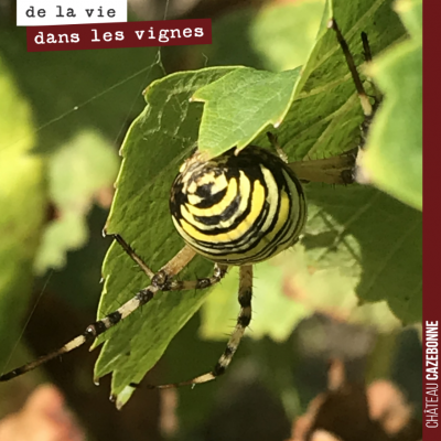 Joli spécimen d'argiope frelon dans les vignes.