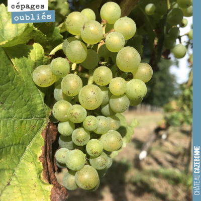 Une de nos vignes premières grappes de sauvignonasse. On a hâte de vinifier cela !