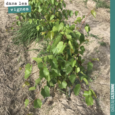 On a planté des porte-greffes sur la parcelle du Maine. Ils vont nous permettre de récolter des b...