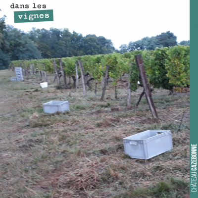 Pendant les vendanges, on respecte la distanciation sociale.