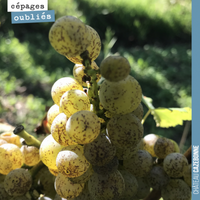 Nous récoltons lundi nos premières grappes de sauvignonasse. Ce cépage est connu sous le nom de f...