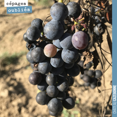 On va récolter nos premières grappes de petit verdot sur notre parcelle de Darche. Un joli terroi...