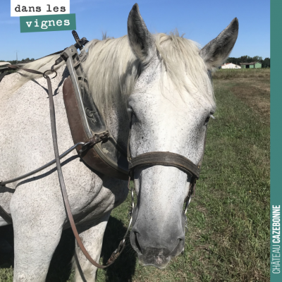 Il a une bien bonne tête ce percheron. Bonne journée !