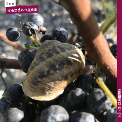 Un gourmand escargot semble apprécier la dégustation de notre Mancin.