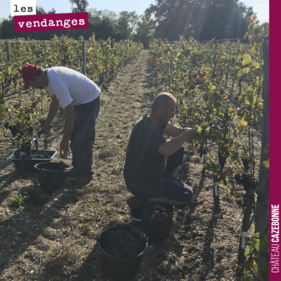 David, Bruno et votre serviteur vendangeant les dernières grappes de Mancin, sous le soleil, merc...