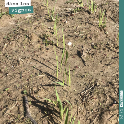 Nos semis effectués juste après les vendanges lèvent déjà. Il nous reste une dizaine d'hectares à...