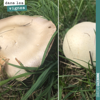 Les champignons s'en donnent à cœur joie. Des sols encore chauds, de l'humidité...