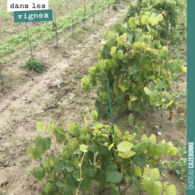 Plantation de porte-greffes versus plantation, sur le rang de gauche, de plants greffés. Le porte...