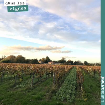 Les lumières d'automne sont magnifiques dans nos vignes. J'adore les couleurs de cette saison.