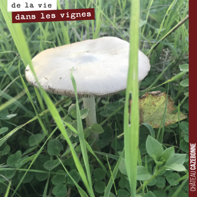 Biodiversité dans les vignes !