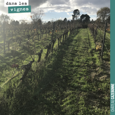 Magnifiques couleurs dans nos vignes en cette fin de journée !