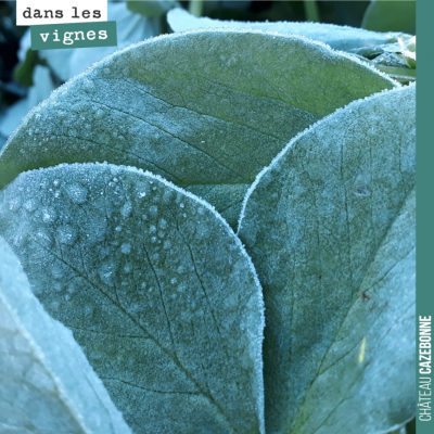 Givre le matin sur les fèveroles. Le froid arrive et tant mieux pour la vigne. C'est le signal du...