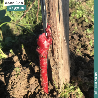 La parcelle de Bouché est maintenant parfaitement racotée. Nous avons coplanté 1100 pieds de sauv...