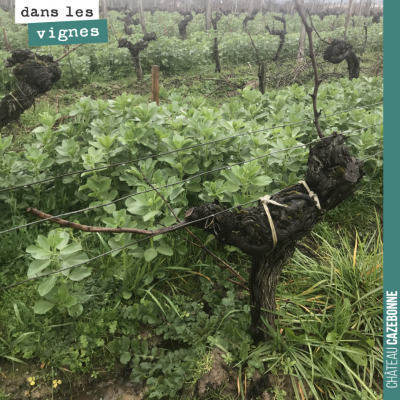 Jamais simple de tailler un vieux pied de vigne. Adapter la charge à chaque pied, préparer la res...