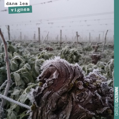 C'est beau un cep de vigne dans le gel de l'hiver.