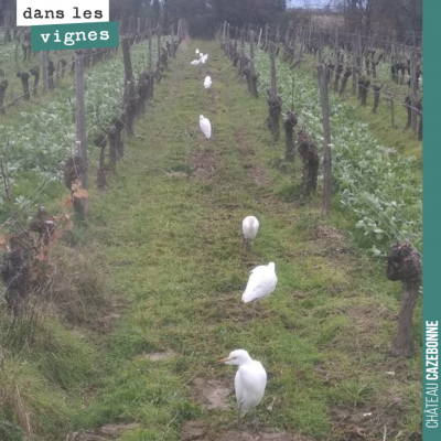 Comme le petit poucet, on sème des aigrettes dans le rang !