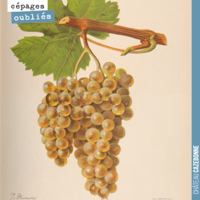 Le Blanc Verdet, un très intéressant cépage blanc, autrefois planté dans nos vignes ! Le cépage e...