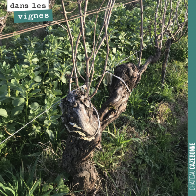 C'est l'hiver. Ces vieux ceps attendent la taille, qui va permettre de choisir les sarments porte...