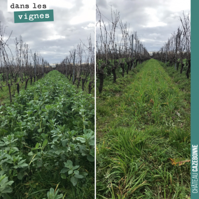 Sur cette parcelle cette année, on fait un test de couverts végétaux sur les deux rangs. Un rang ...