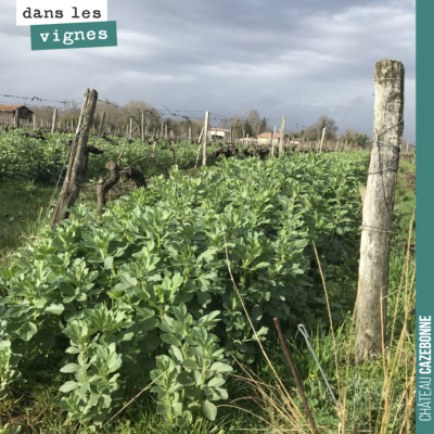 Éclaircie entre deux pluies... Nos couverts végétaux sont en pleine forme, les vignes ne vont pas...