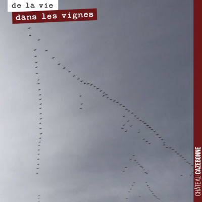 Les vols de grues se sont multipliés ces derniers jours. Un ballet musical incessant. Le printemp...