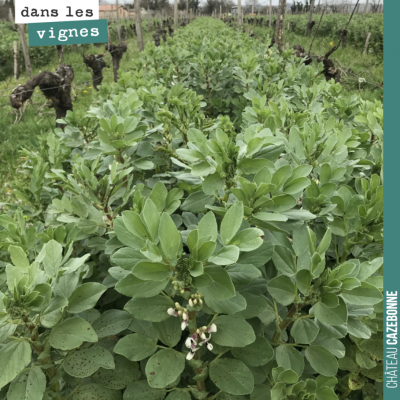 La fleur arrive sur les fèveroles. Il va être temps de les rouler. A partir de ce stade, la plant...