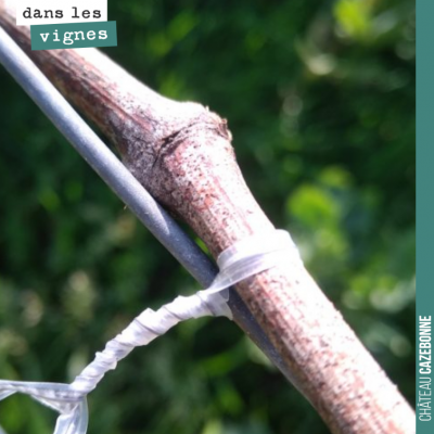 Après la taille, le pliage. L'aste est attachée au fil de fer. Elle porte les 4, 5 ou 6 bourgeons...