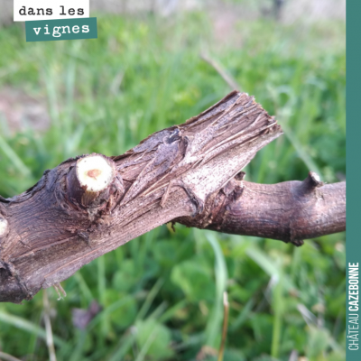 La taille de la vigne est essentielle. À la fois parce qu'elle détermine la quantité de récolte q...