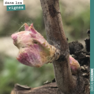 La vie repart. Ici sur Merlot de vieilles vignes. A partir de maintenant, on va trembler pour le ...