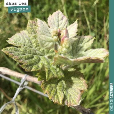 Un de nos bourgeons les plus avancés sur des jeunes vignes de Merlot. Si la météo nous confirme l...