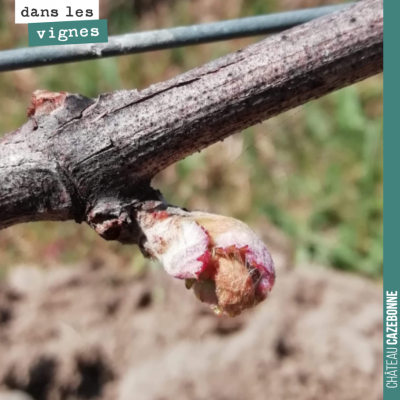 Un bourgeon de merlot qui a survécu au gel !