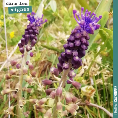 Magnifiques muscari à toupets dans nos vignes. Émerveillement permanent et biodiversité. Merci So...