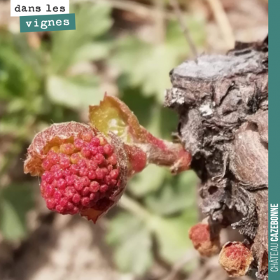 Après le gel, les porte-greffes repartent de plus belle. Ici une inflorescence qui donnera une fl...