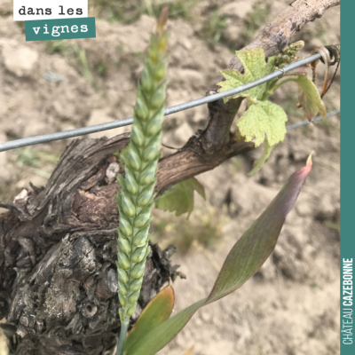 Un épi de blé dans le rang de vigne. Tout un symbole de renaissance.