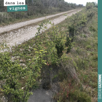 Replanter des haies est un enjeu majeur pour la biodiversité. Dans cette haie, nous avons varié l...