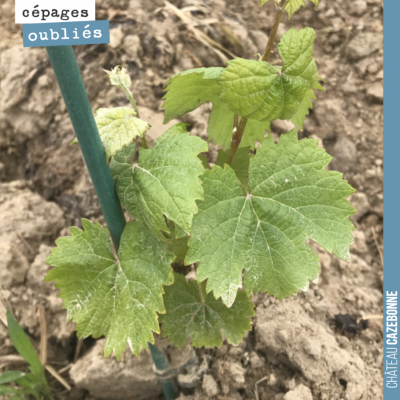 Cette plante de Mérille pousse doucement mais sûrement.