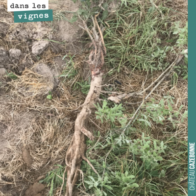 On arrache les feuillus, ici un chêne, qui se sont enracinés sous le rang. Ça descend profond, un...