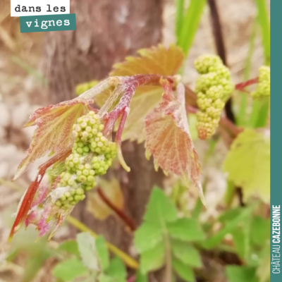 Inflorescences sur repousses de porte-greffes. Magnifique !