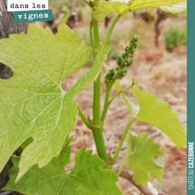 Le gel nous a laissé quelques grappes sur notre parcelle de Merlot de Darche. Tant mieux, parce q...