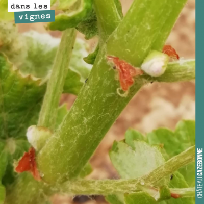 Sur les vignes qui n'ont pas gelé, début de la pousse des entre-cœurs, des rameaux secondaires qu...