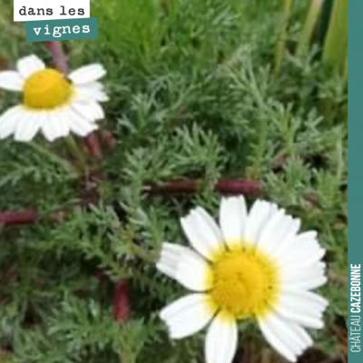 Diversité dans nos vignes. Connaissez vous le nom de cette fleur ?