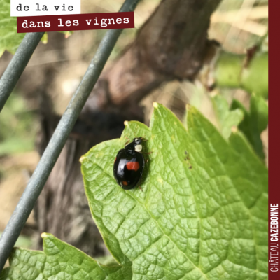 Une coccinelle asiatique sur une feuille de Sémillon de notre parcelle de Bouché. Ces coccinelles...