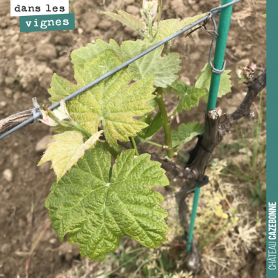 Nos jeunes vignes de petits verdots sont bien réparties après le gel. On ne pas devrait récolter ...