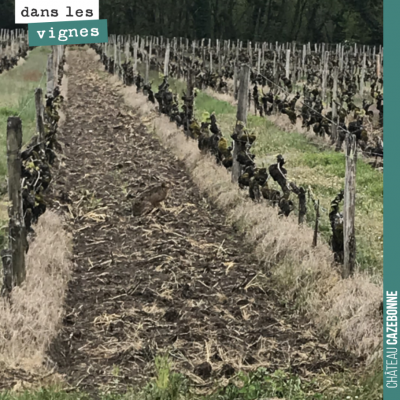 Saurez vous découvrir ce qui se cache dans les vignes du voisin ?