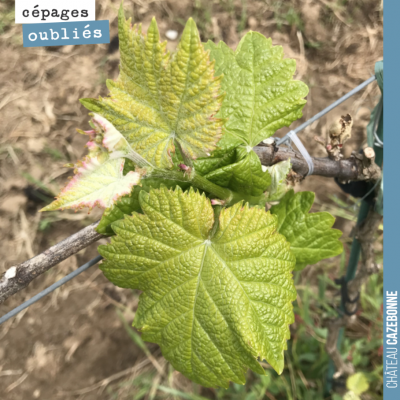 Très caractéristique feuille de Bouchalès dans nos vignes de Darche.