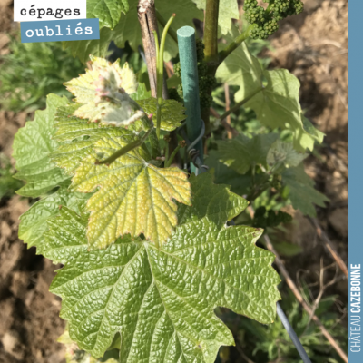 Le jurançon noir est en pleine forme. Un cépage productif très présent dans nos vignes autrefois....