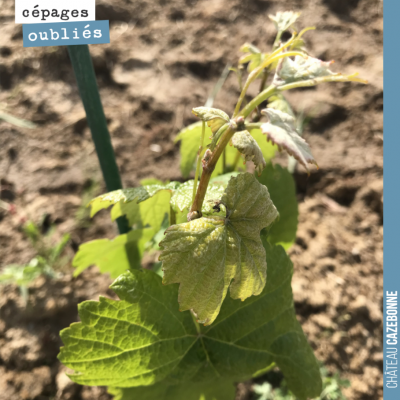 Petit plant de Merille qui prend le soleil !