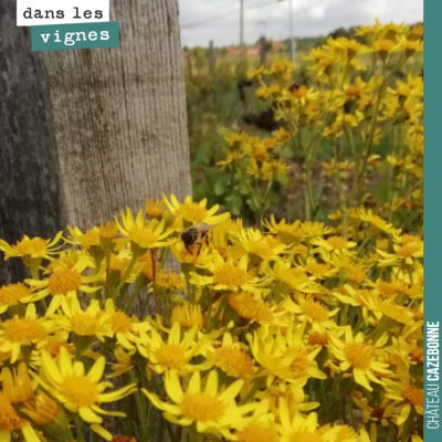 Magnifiques fleurs de sèneçon aux abords de la parcelle de Peyron.